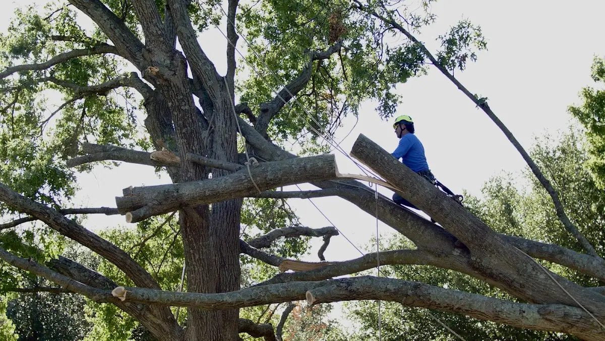 Professional Crown Thinning performed by certified arborists in Larimer