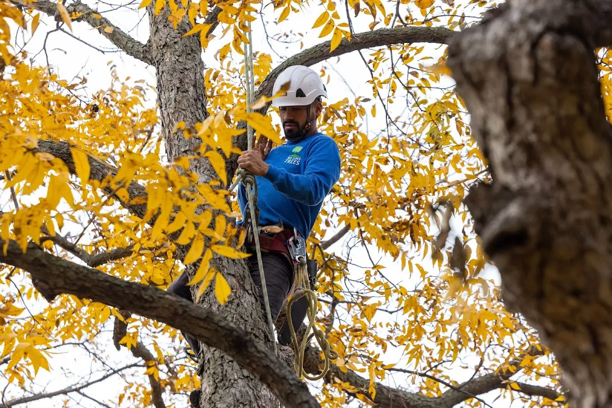 Skilled Tree Planing crew working in Larimer