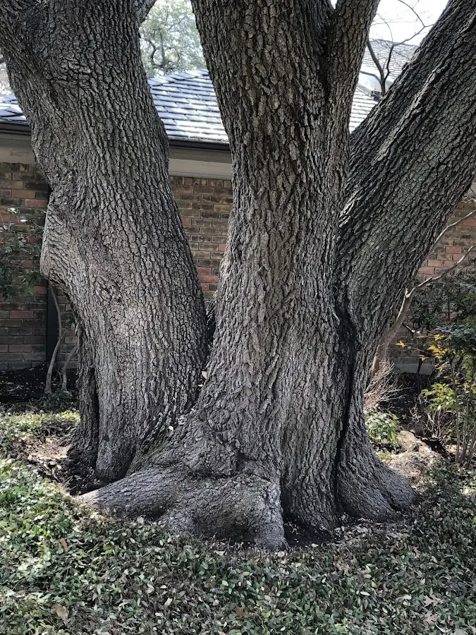 Mature heritage tree close to a Larimer property cared for by certified arborists